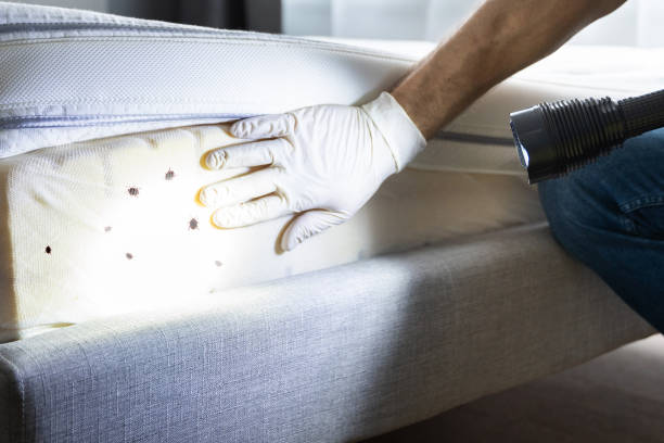 Best Ant Control Services  in Le Sueur, MN