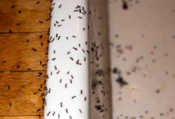 Best Termite Control Services  in Le Sueur, MN