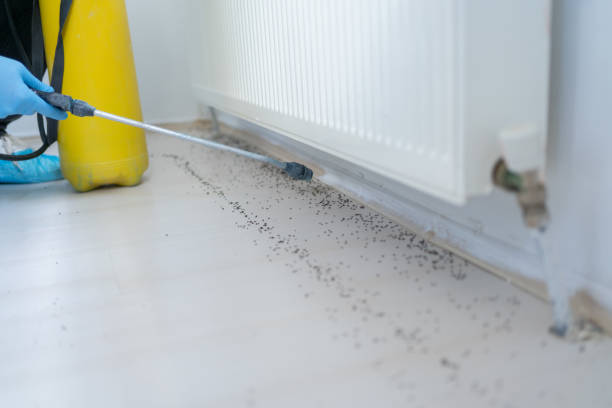 Best Ant Control Services  in Le Sueur, MN